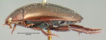 Media type: image;   Entomology 33414 Aspect: habitus lateral view